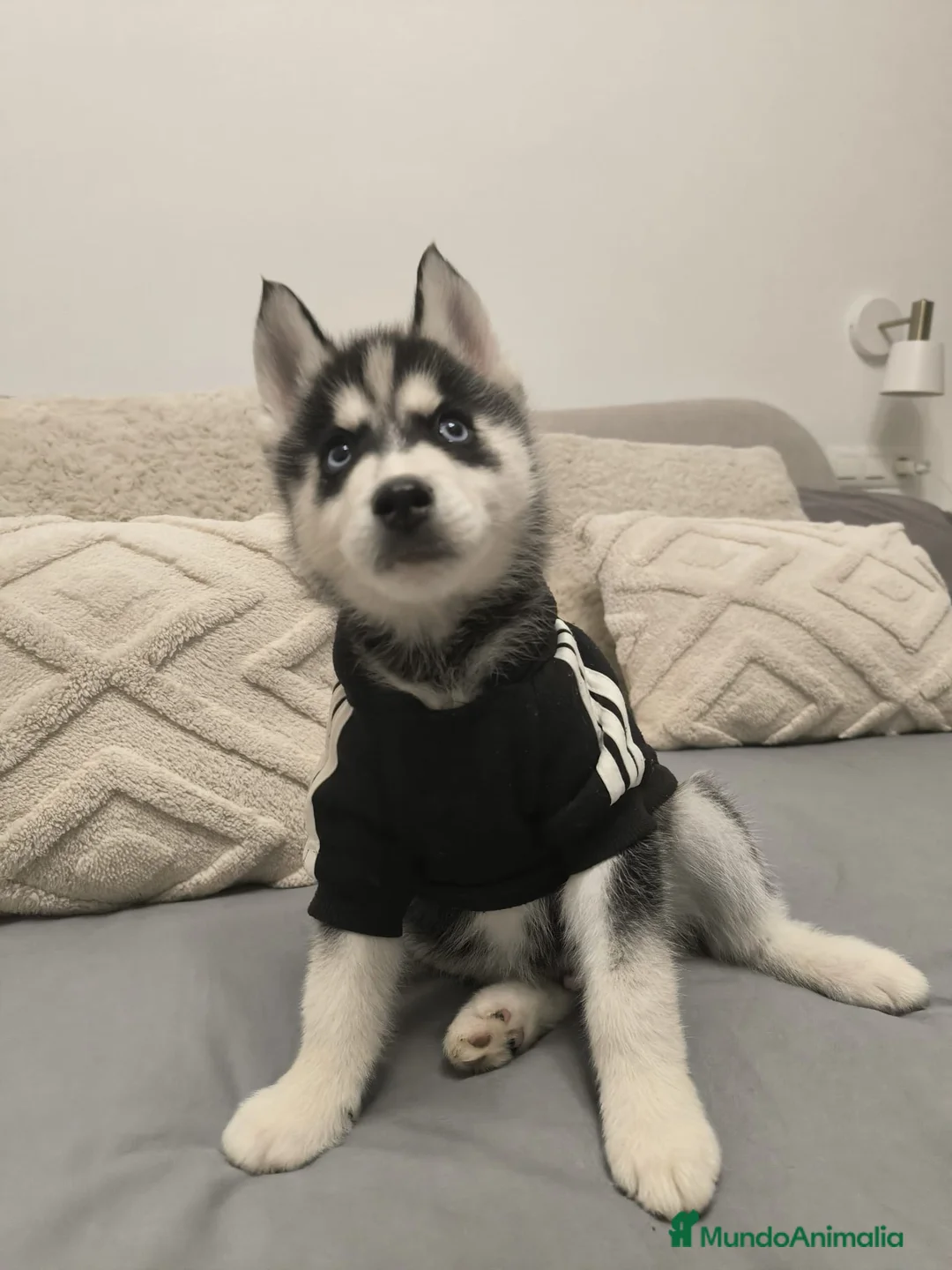 Husky Siberiano perros en venta: Cachorros de husky  - Anuncio 1