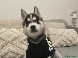 Husky Siberiano perros Cachorros de husky - Anuncio 7