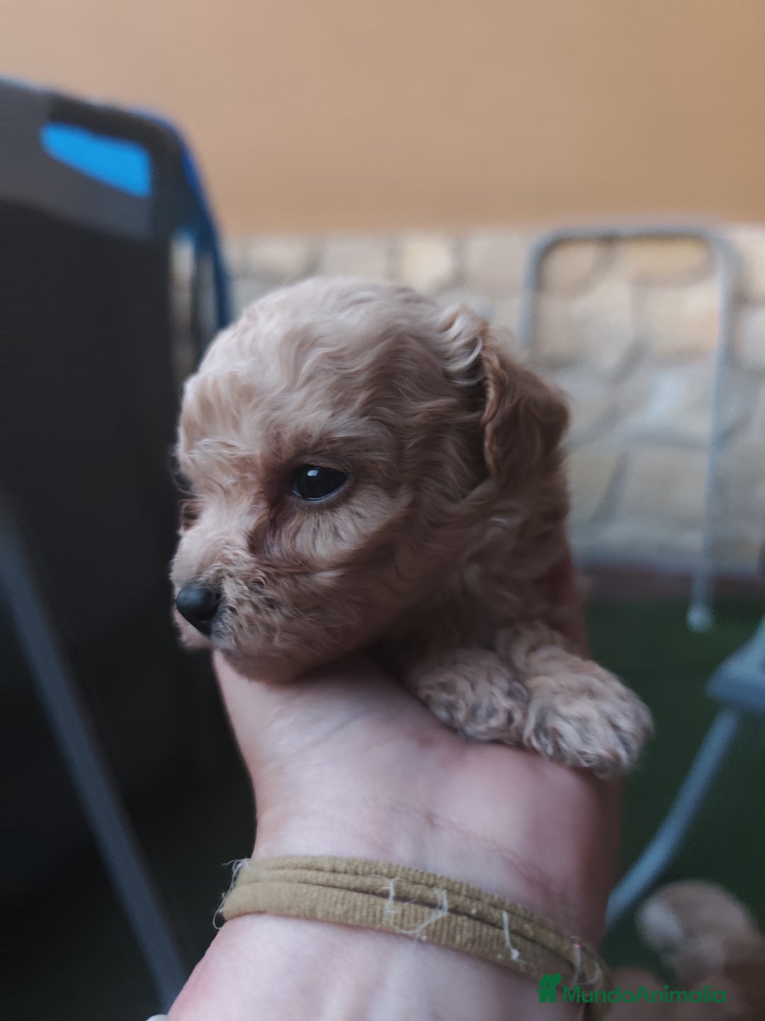 Caniche Enano perros en venta: preciosos caniches  en Segovia - Imagen 3