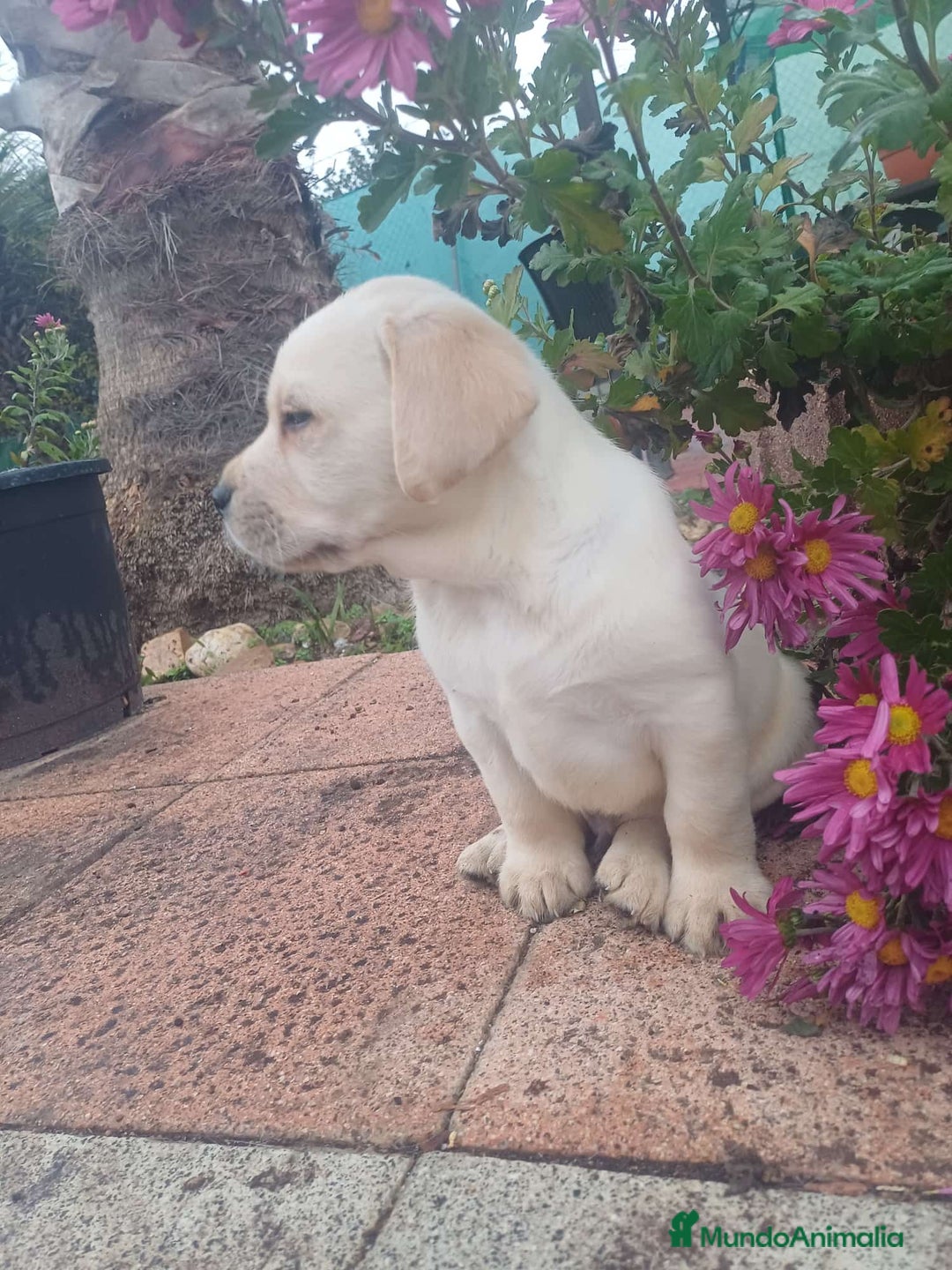 Labrador Retriever perros en venta: Labrador retriever dorado  - Anuncio 3