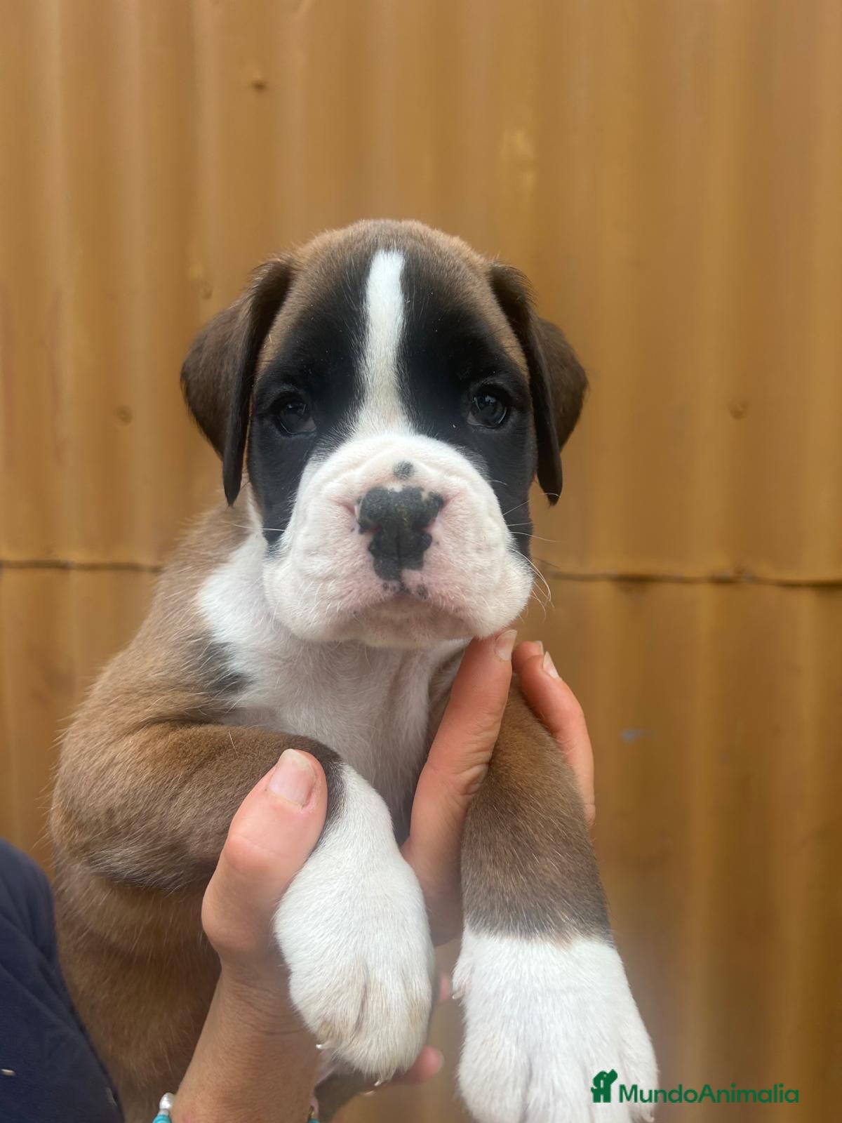 Boxer perros Boxer Disponibles  - Anuncio 33
