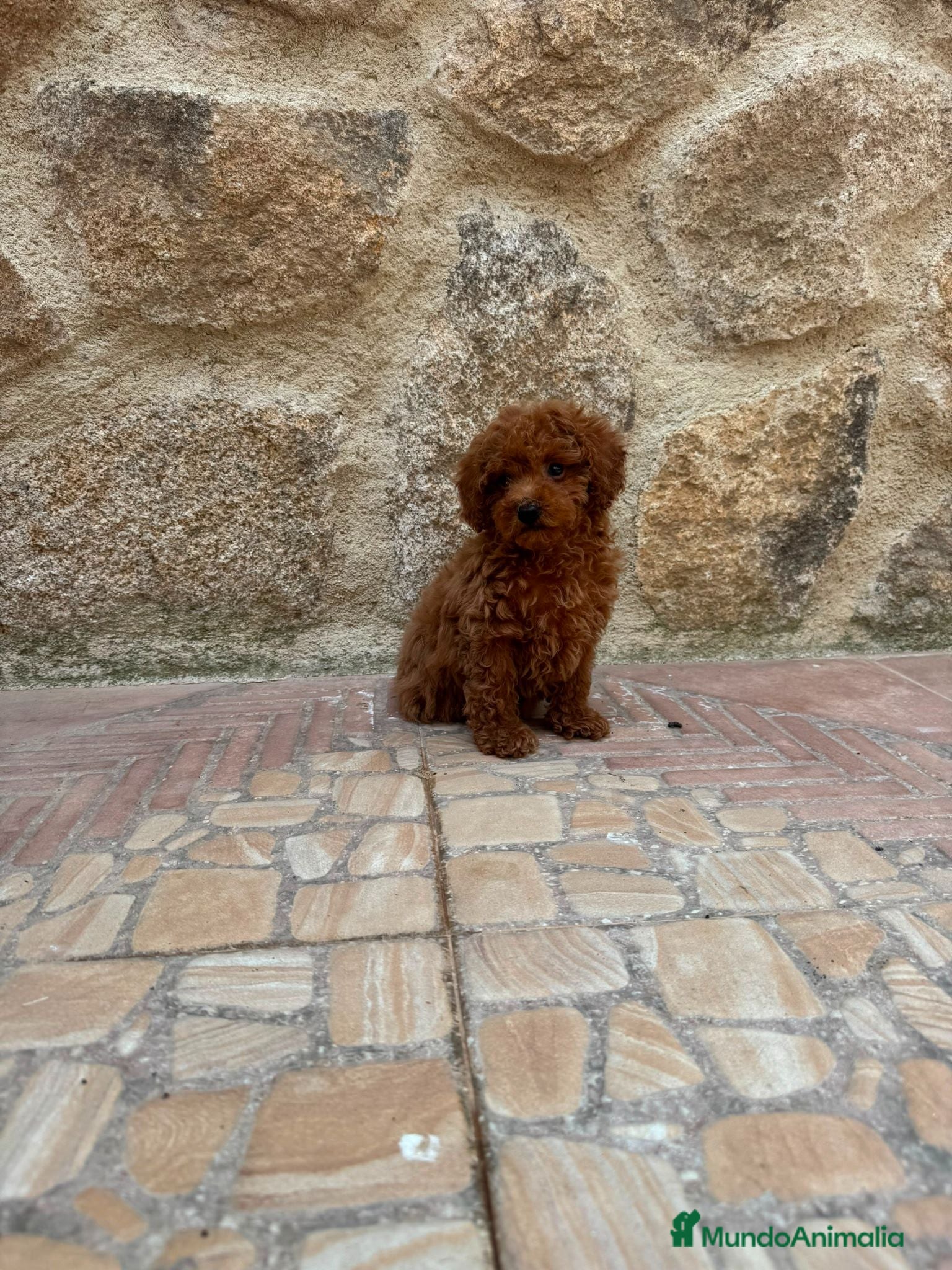 Caniche Toy perros Caniche toy - Anuncio 11
