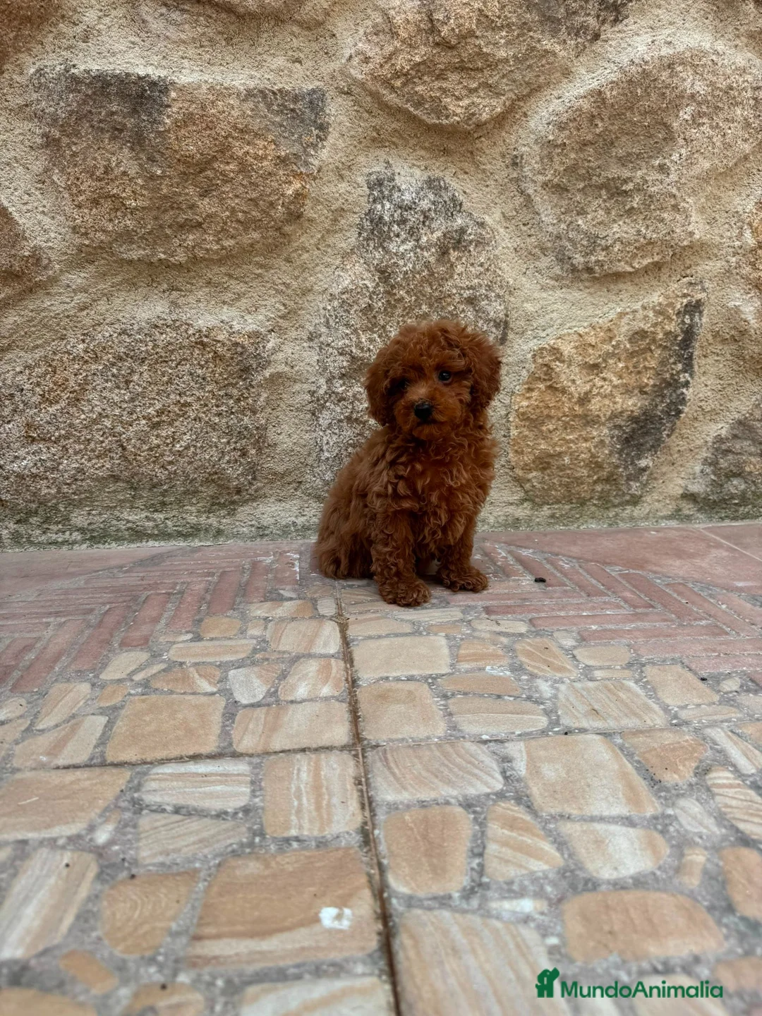 Caniche Toy perros en venta: Caniche toy - Anuncio 2