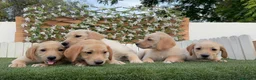 Labrador Retriever perros en venta: LABRADOR RETRIEVER - Anuncio 15