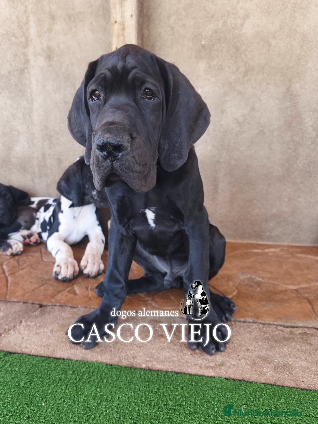 Dogo Alemán perros en venta: Cachorros de Dogo Alemán - Imagen 20