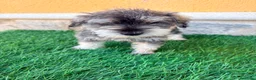 Schnauzer Miniatura perros en venta: Schnauzer miniatura sal y pimienta  - Anuncio 13