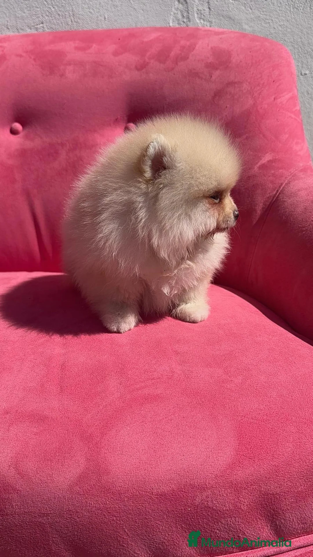 Pomerania perros en venta: Pomerania TOY ♂️♀️ - Anuncio 2