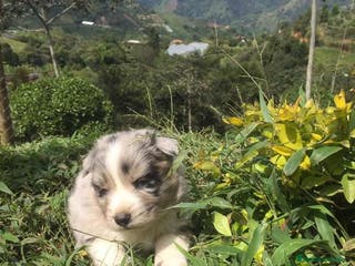 Border Collie perros Border collie puppy - Anuncio 23
