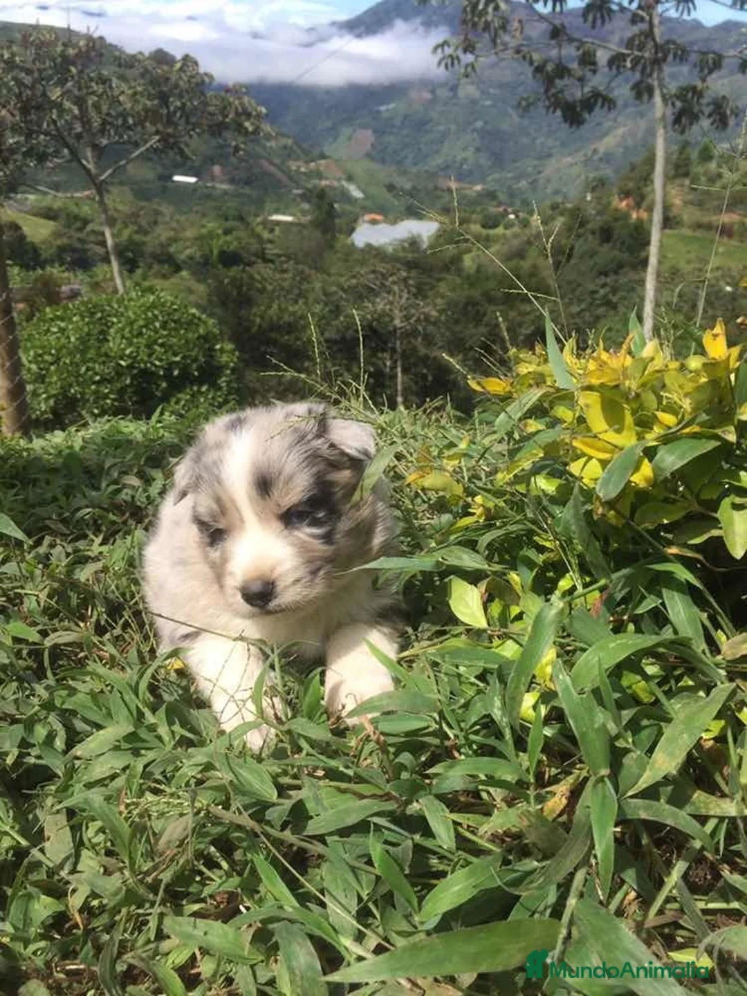 Border Collie perros en venta: Border collie puppy  - Anuncio 1