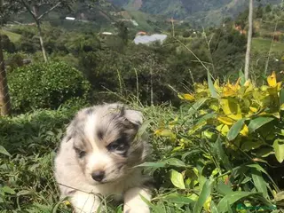 Border Collie perros Border collie puppy - Anuncio 16