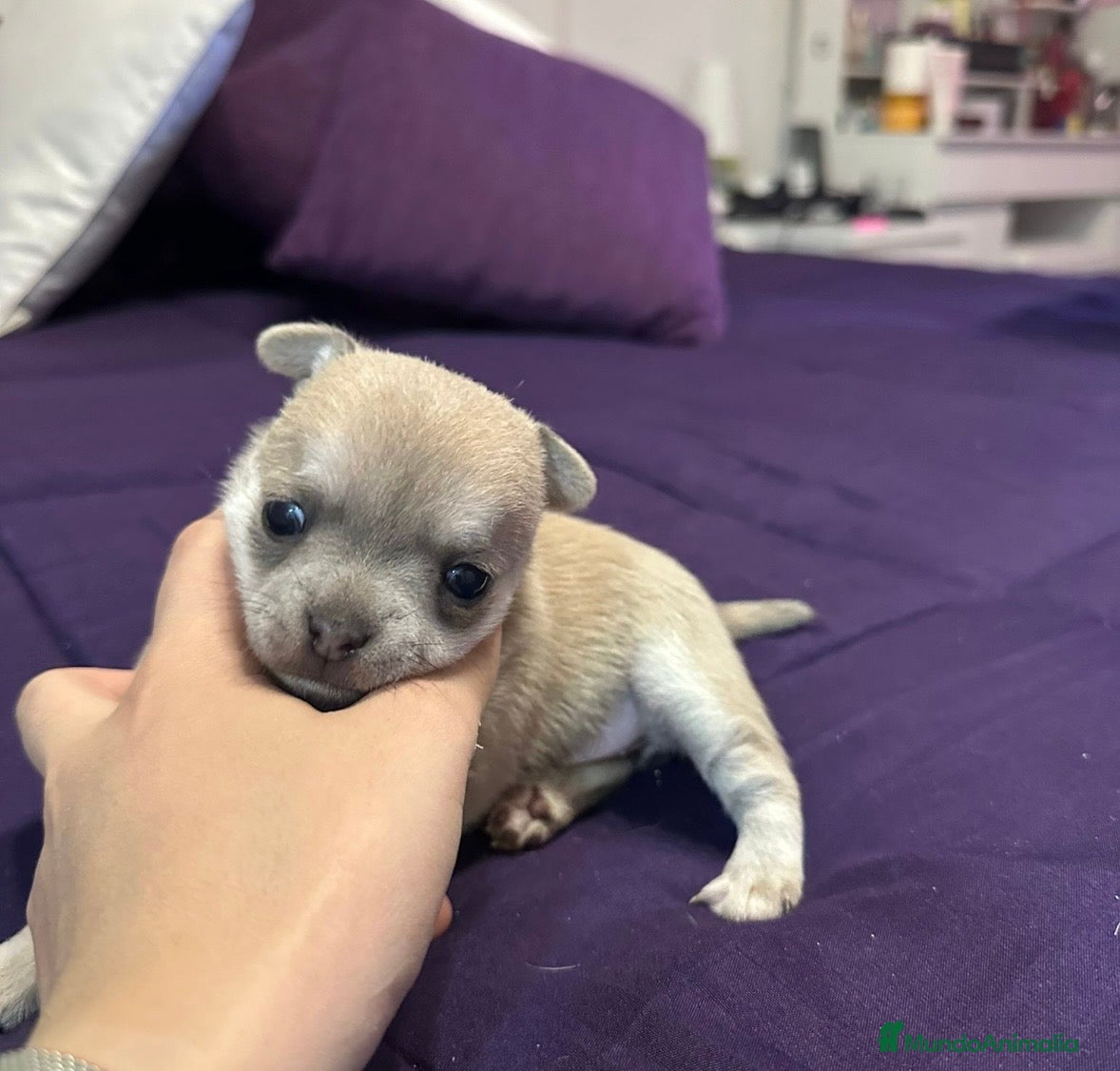 Chihuahua perros CHIHUAHUA¡NO TE QUEDES SIN EL TUYO!🐶🐾 - Anuncio 3