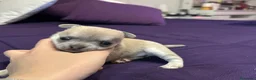 Chihuahua perros en venta: CHIHUAHUA¡NO TE QUEDES SIN EL TUYO!🐶🐾 en Córdoba - Anuncio 1
