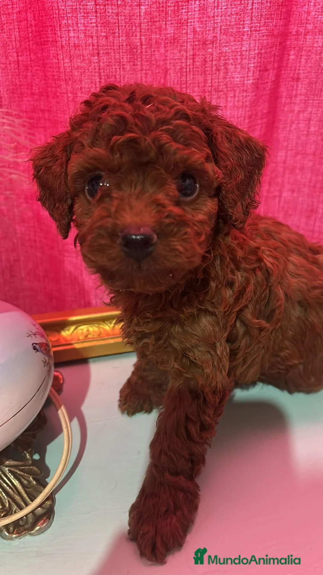 Caniche Toy perros en venta: Caniche toy - Anuncio 3