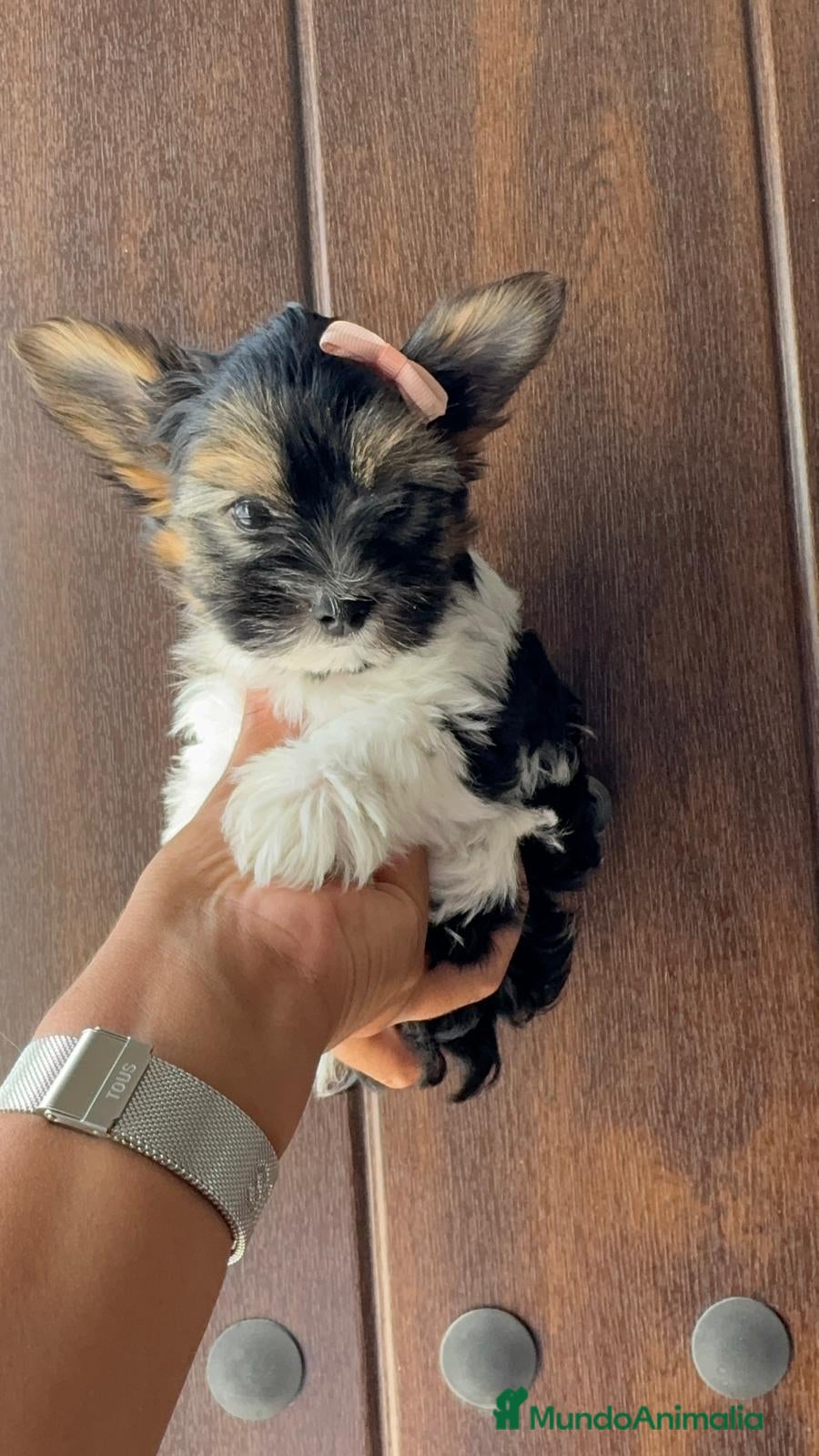 Yorkshire Terrier perros YORKSHIRE BIEWER - Anuncio 1