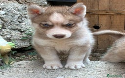 Husky Siberiano perros en venta: Husky siberiano cachorros  en Huesca - Imagen 5