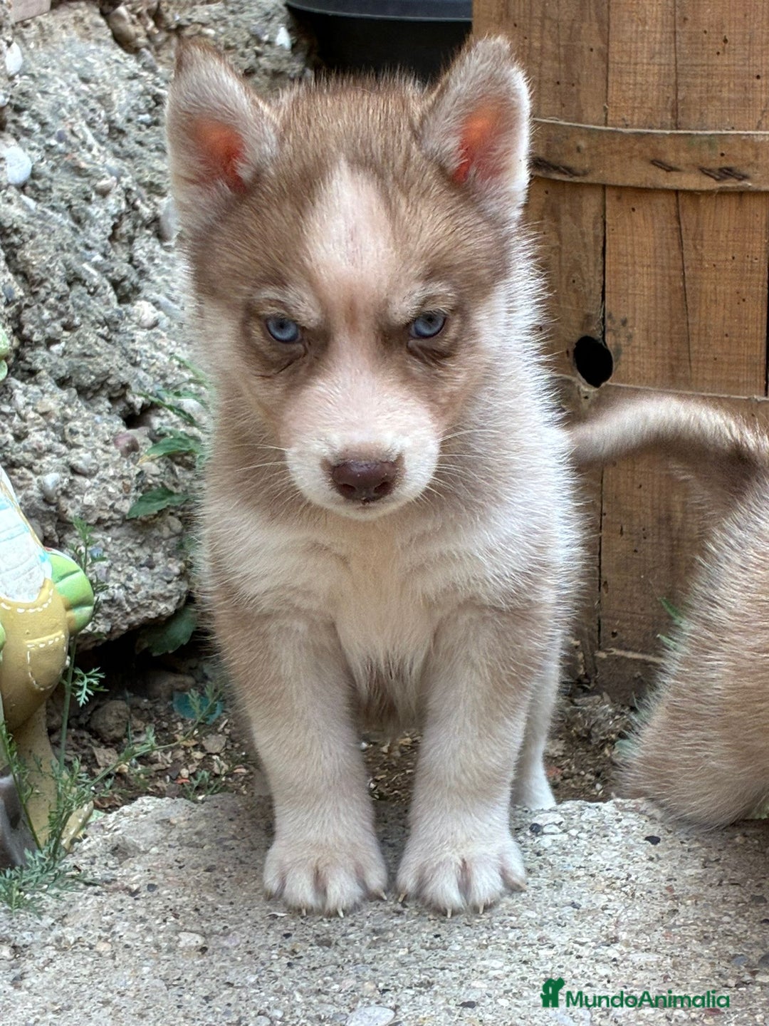 Husky Siberiano perros en venta: Husky siberiano cachorros  en Huesca - Imagen 5