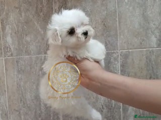 Bichón Maltés perros - Anuncio 30