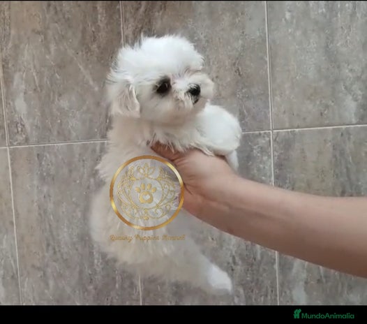 Bichón Maltés perros - Anuncio 1