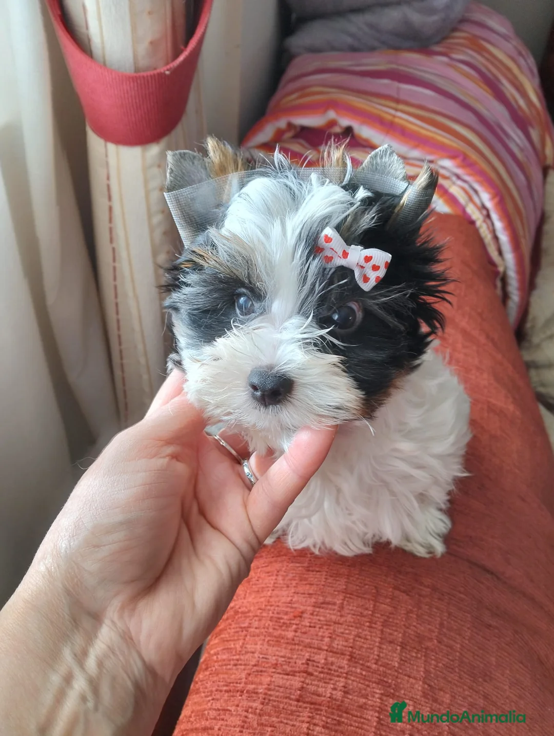 Biewer Yorkshire Terrier a la Pom Pon perros en venta: Yorkshire Biewer super toy  - Anuncio 1