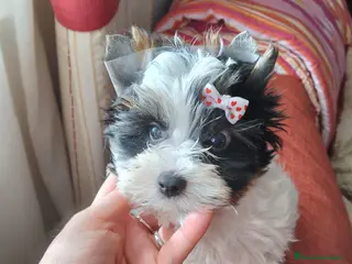 Biewer Yorkshire Terrier a la Pom Pon perros Yorkshire Biewer super toy - Anuncio 1