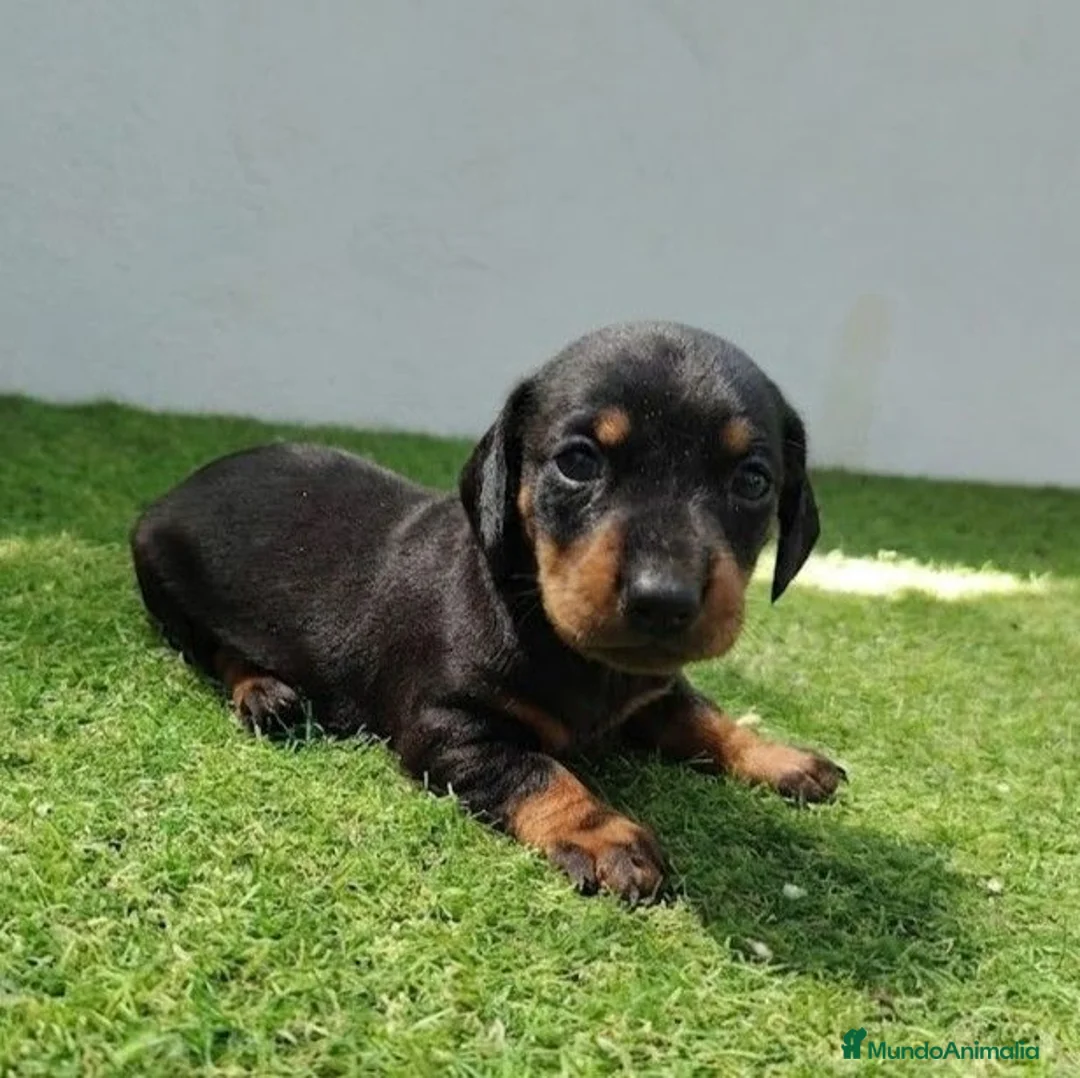 Teckel perros en venta: Teckel - Anuncio 1
