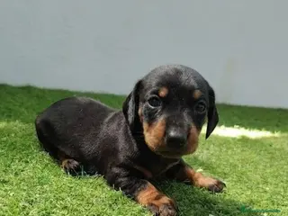 Teckel perros Teckel - Anuncio 1