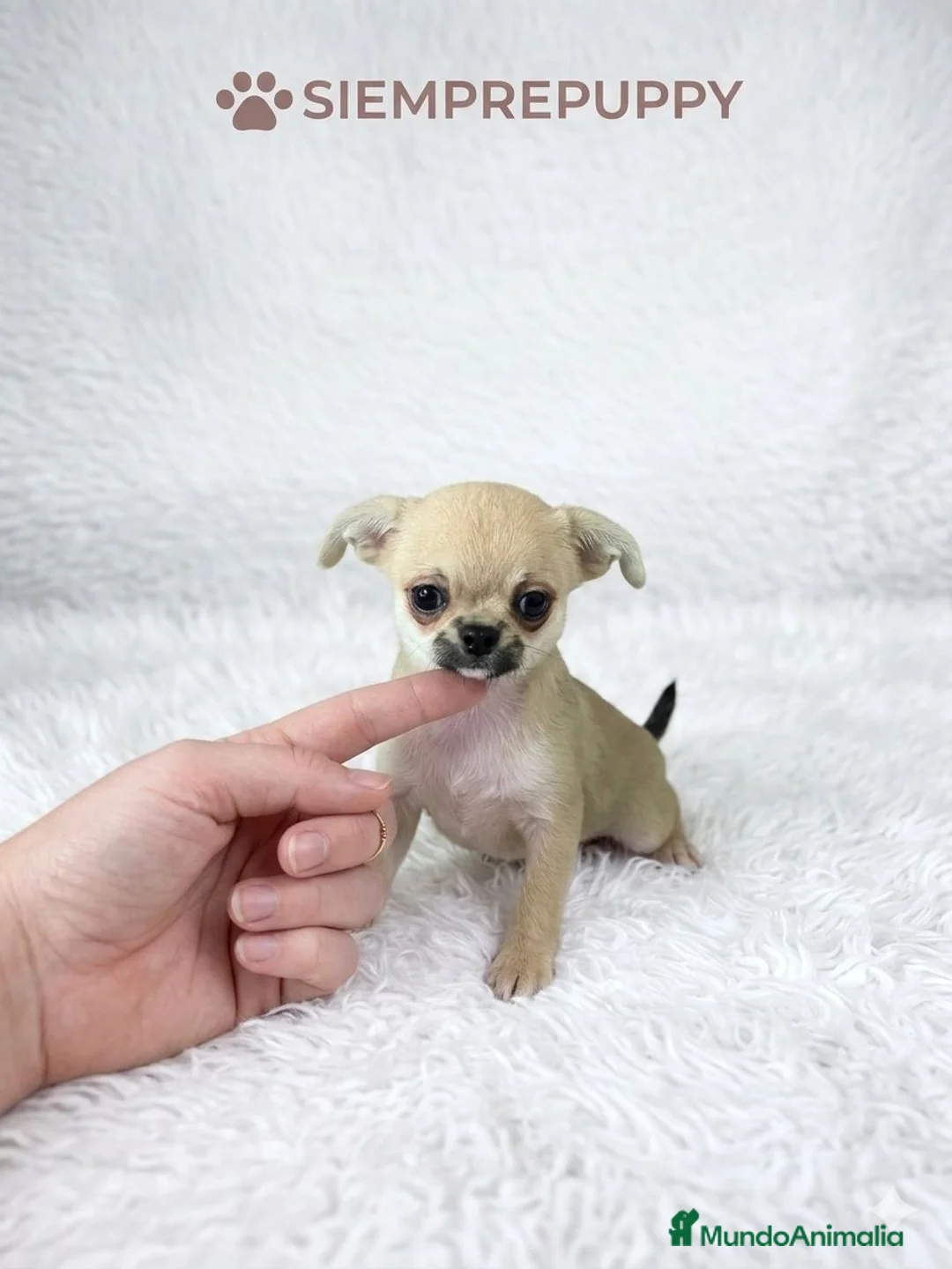 Chihuahua perros en venta: CHIHUAHUA CABEZA DE MANZANA  - Anuncio 1