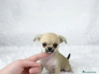 Chihuahua perros CHIHUAHUA CABEZA DE MANZANA - Anuncio 2