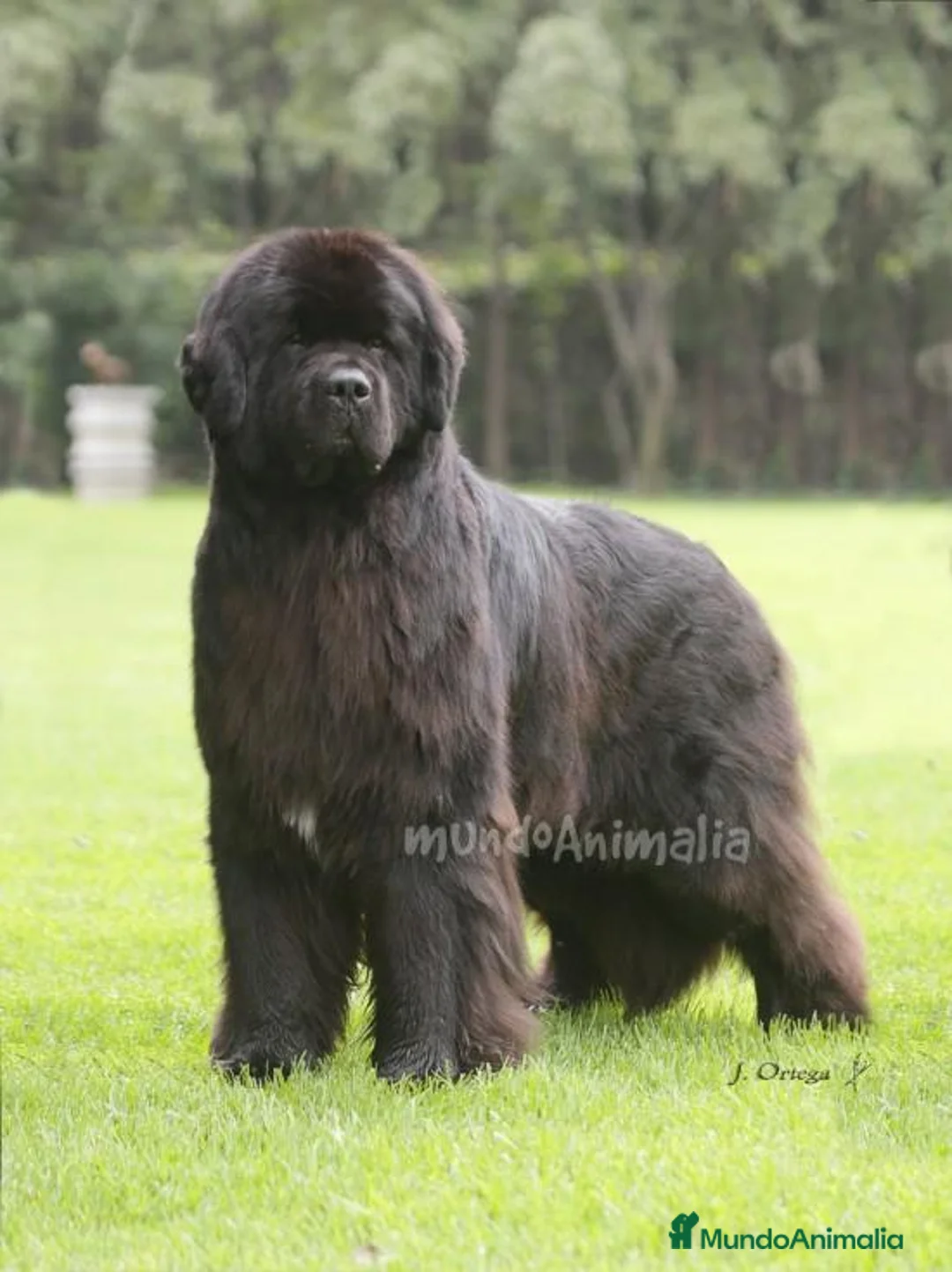 Imagen de galería {{count}}