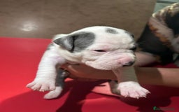 American Pit Bull Terrier perros en venta: camada American Pitbull Terrier  - Imagen 21