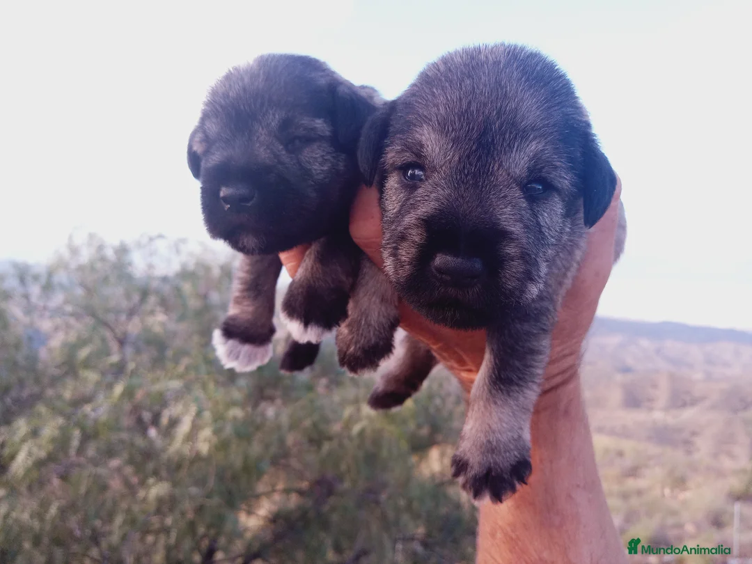 Schnauzer Miniatura perros en venta: Camada de Pepa Schnauzer - Anuncio 6