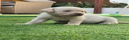 Labrador Retriever perros en venta: cachorros labrador retriever - Anuncio 7