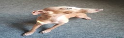 Pequeño Lebrel Italiano perros en venta: GALGO ITALIANO macho - Anuncio 6