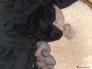 Sphynx gatos Sphynx en Barcelona - Anuncio 6