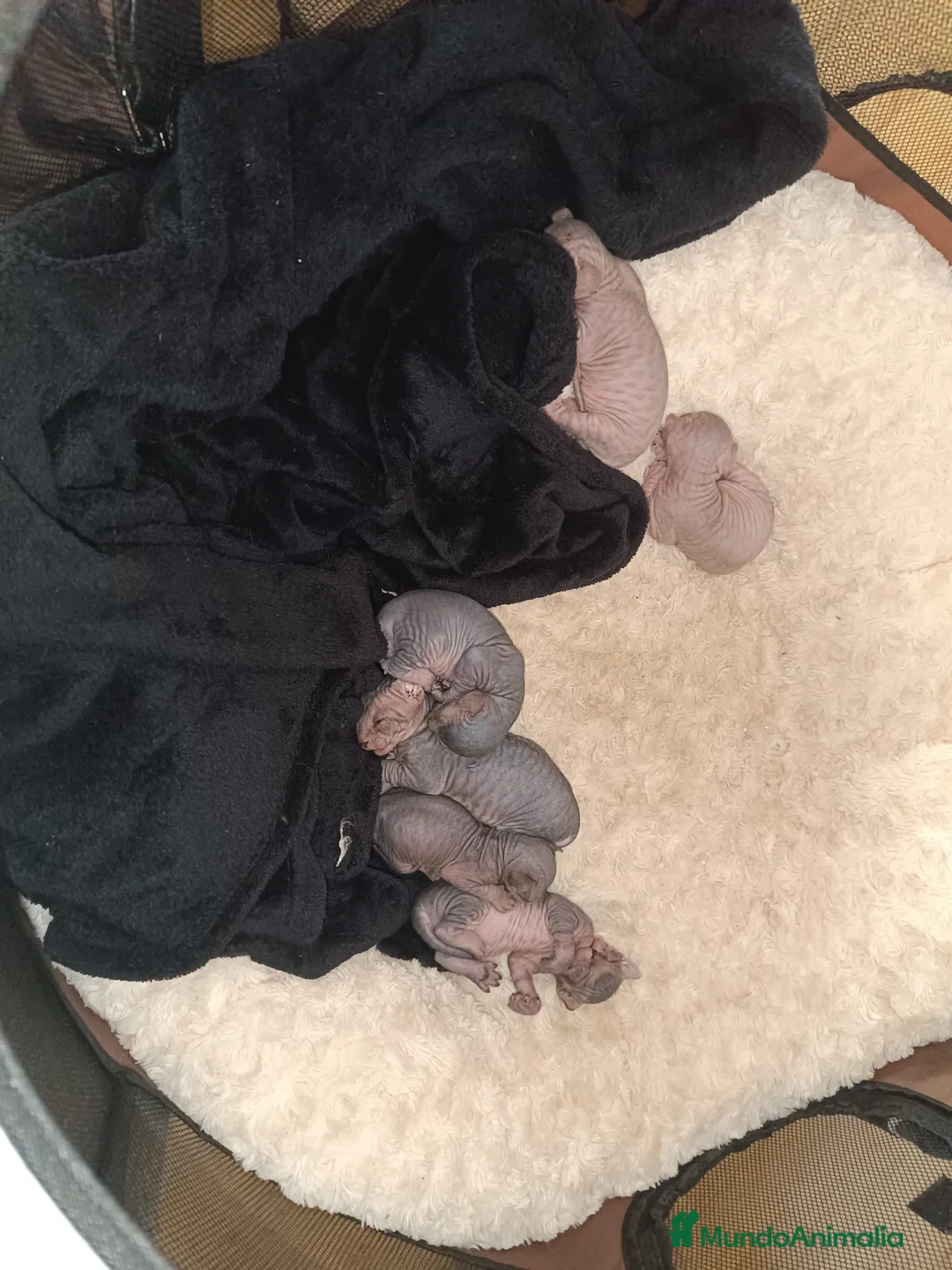Sphynx gatos en venta: Sphynx  en Barcelona - Anuncio 1