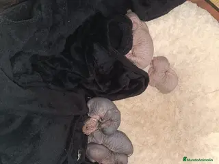 Sphynx gatos Sphynx en Barcelona - Anuncio 4