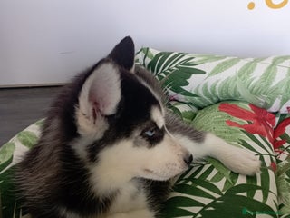 Husky Siberiano perros - Anuncio 12