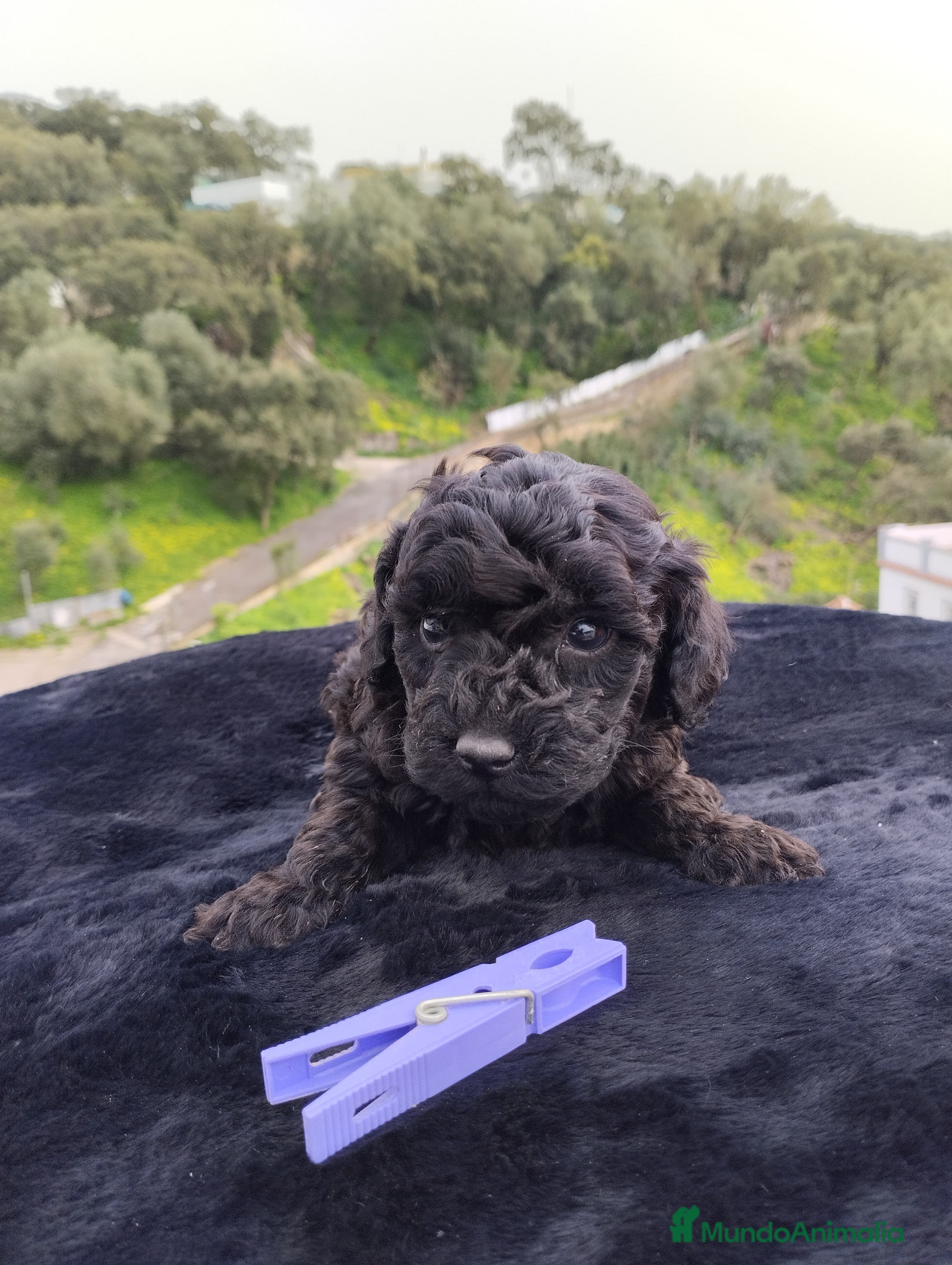 Caniche Toy perros Caniche toy  - Anuncio 1