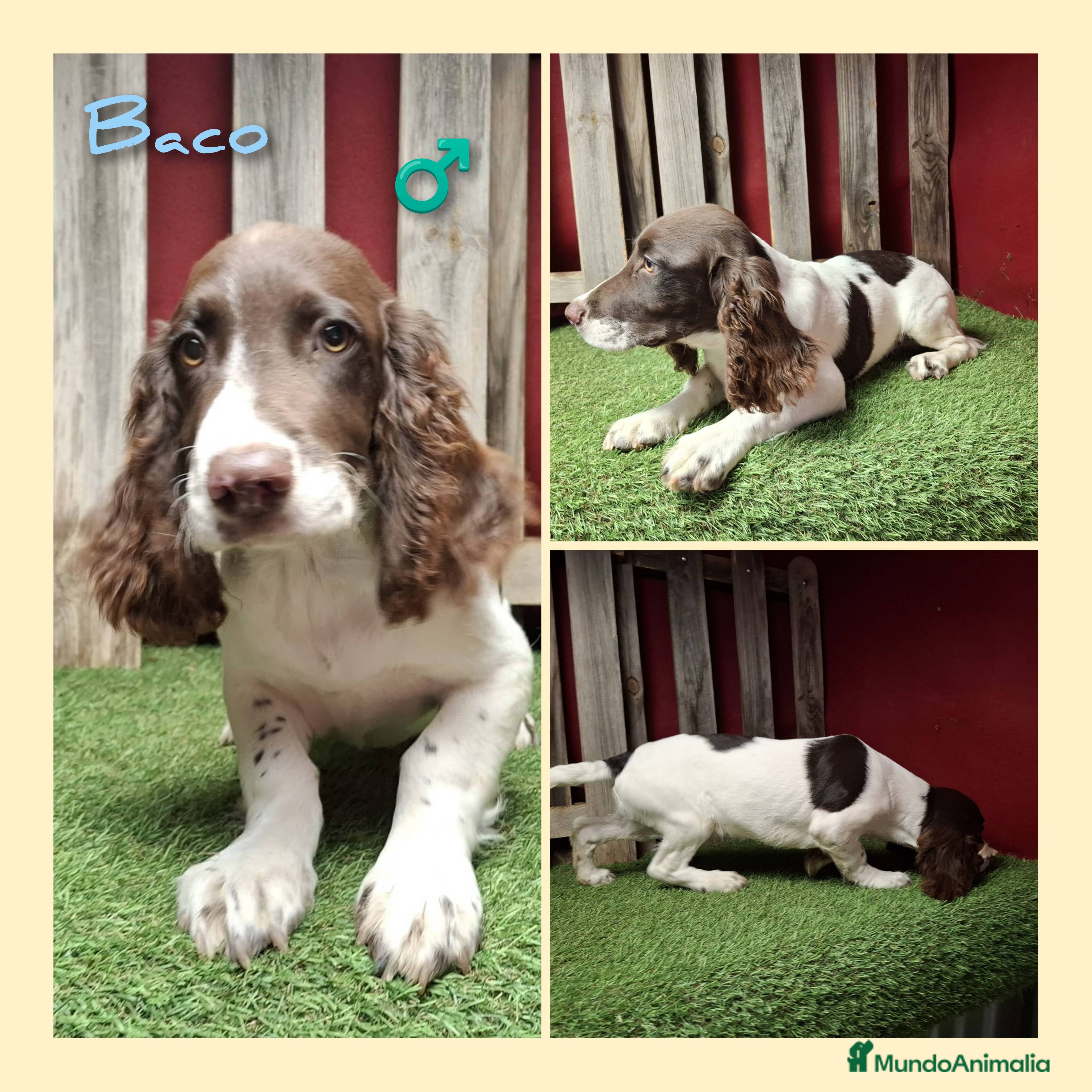 English Springer Spaniel perros Springer Spaniel  - Anuncio 2