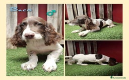 English Springer Spaniel perros en venta: Springer Spaniel  - Imagen 1