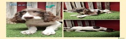English Springer Spaniel perros en venta: Springer Spaniel  - Anuncio 1