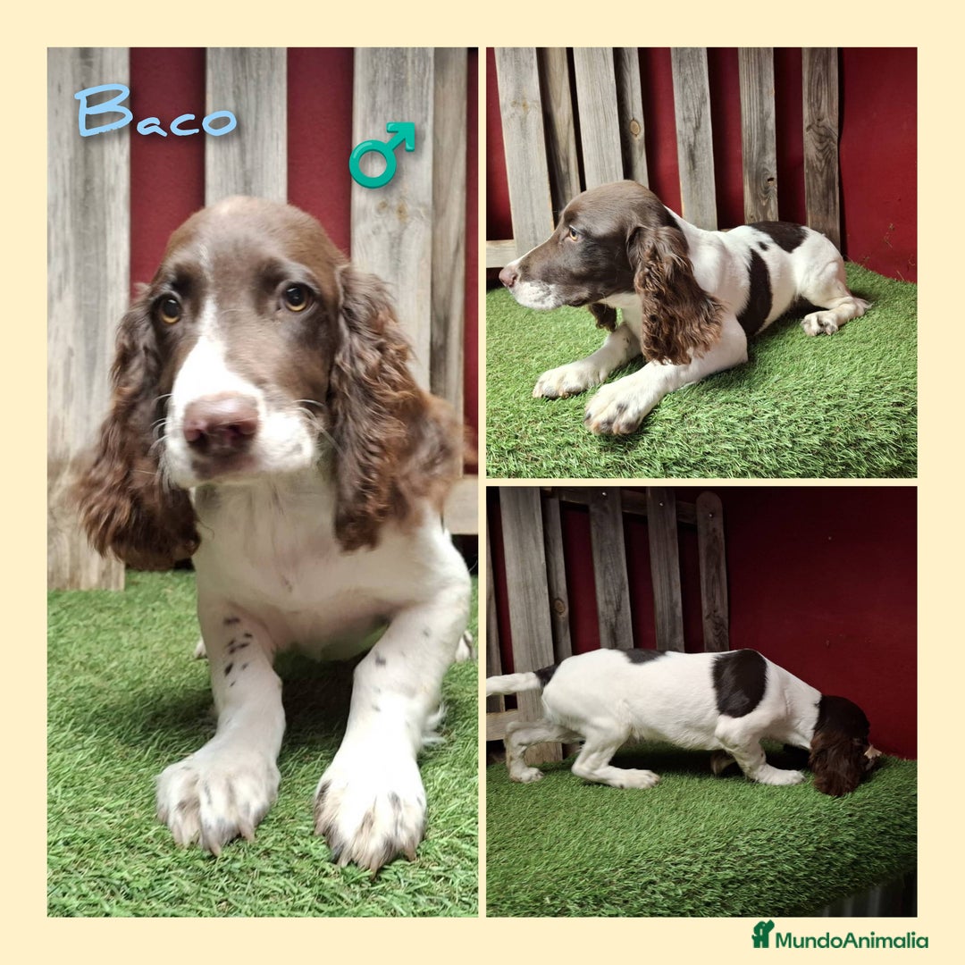 English Springer Spaniel perros en venta: Springer Spaniel  - Imagen 1