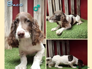 English Springer Spaniel perros - Anuncio 6