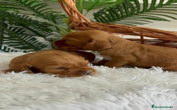 Cocker Spaniel Inglés perros en venta: COCKER SPANIEL INGLES - Imagen 18