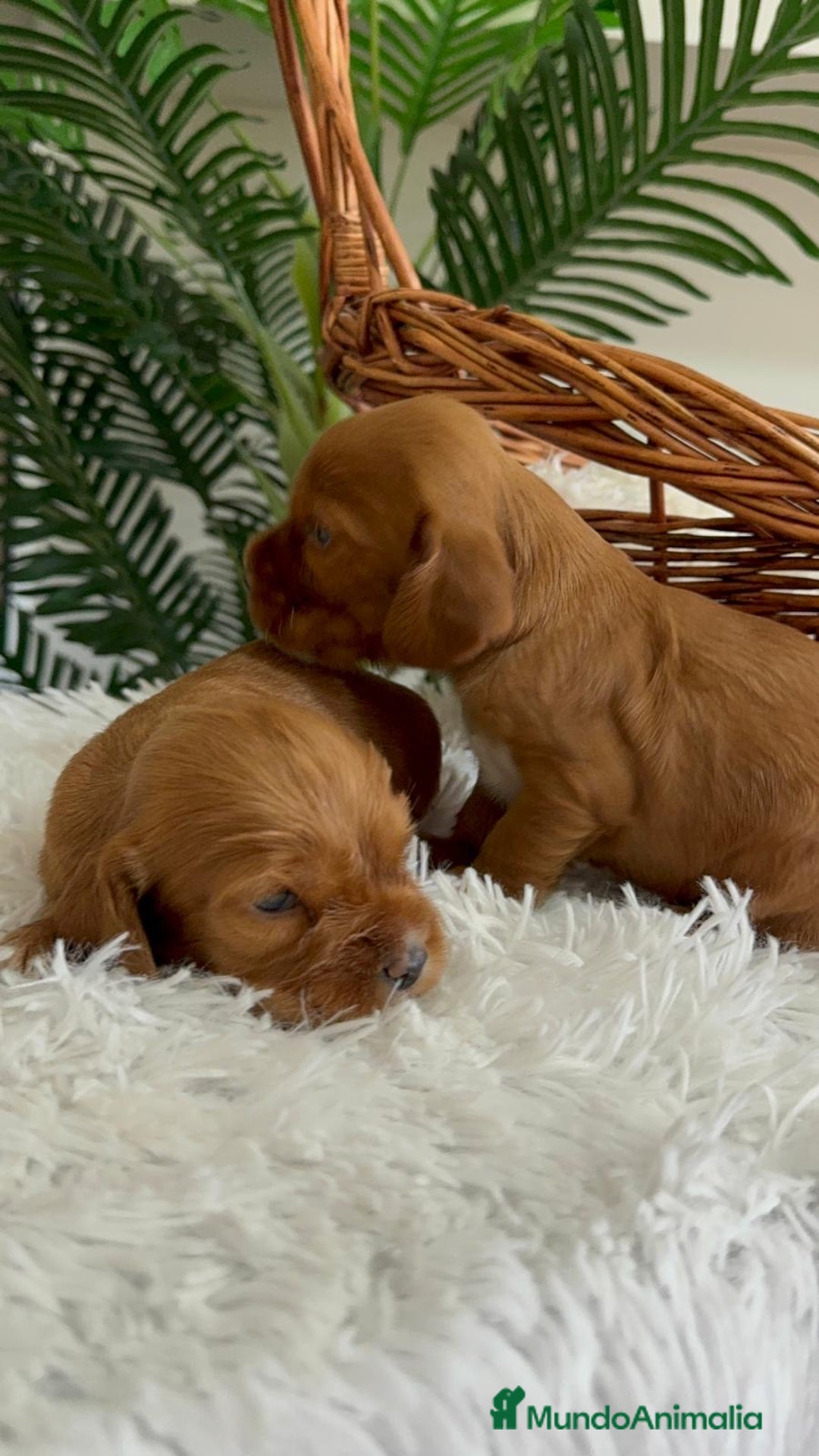 Cocker Spaniel Inglés perros en venta: COCKER SPANIEL INGLES - Imagen 18