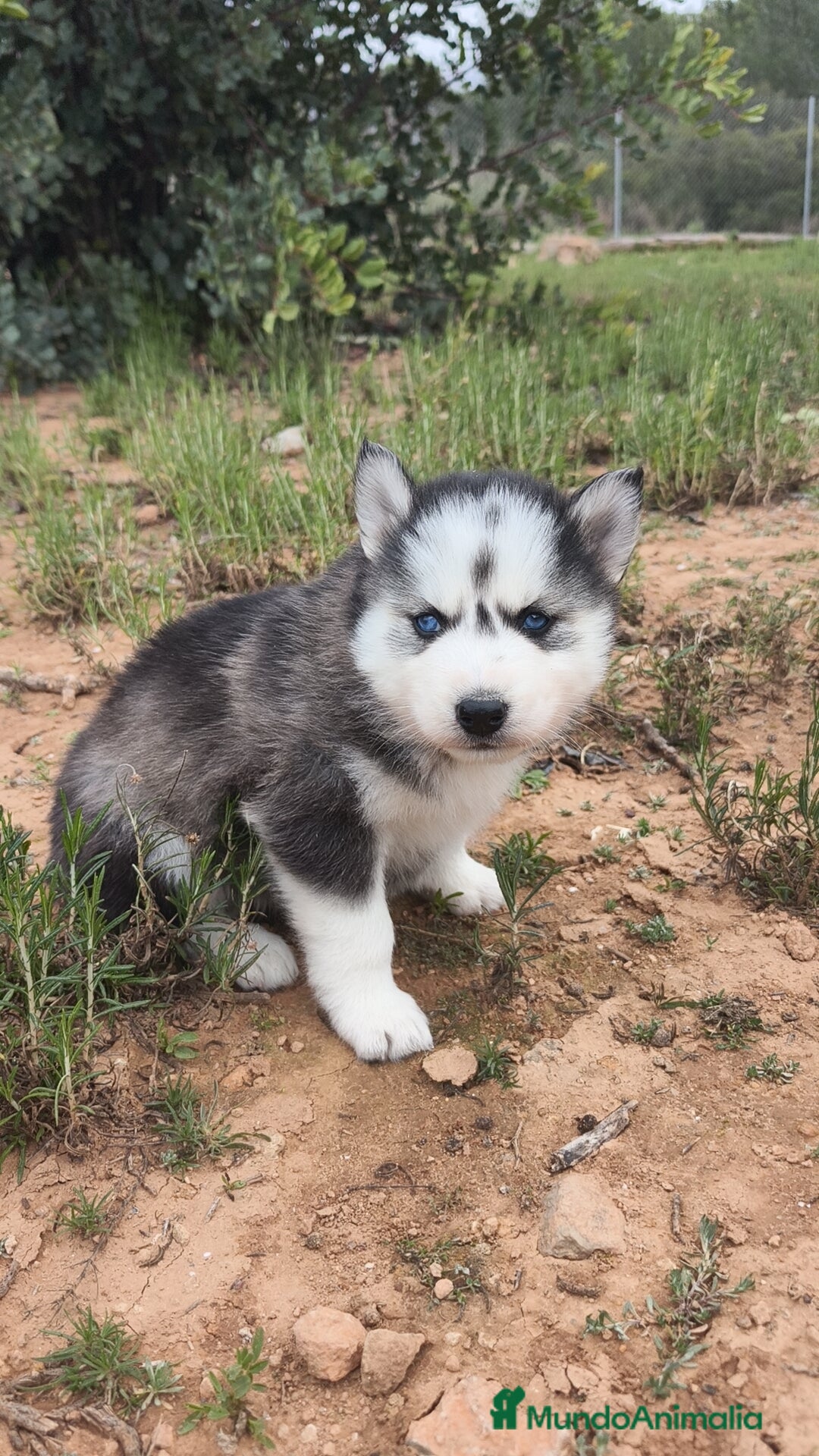 Husky Siberiano perros en venta: Husky SIBERIANO disponibles  - Anuncio 2