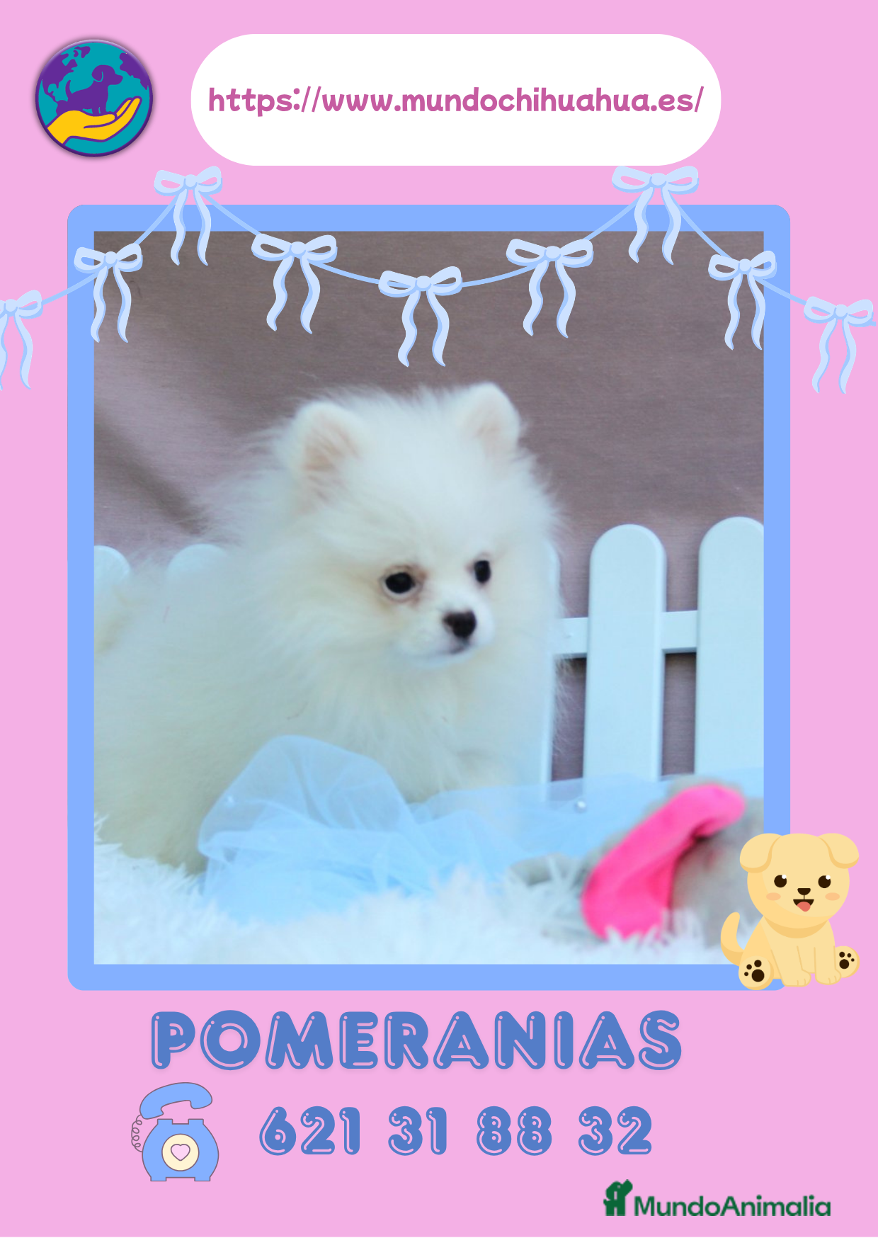 Pomerania perros Preciosos pomerania enano ✨🎀 - Anuncio 1