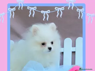 Pomerania perros Preciosos pomerania enano ✨🎀 - Anuncio 24