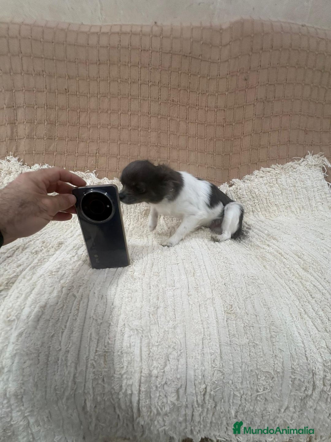 Chihuahua perros en venta: Chihuahua semi pelo blue blanco  - Anuncio 5