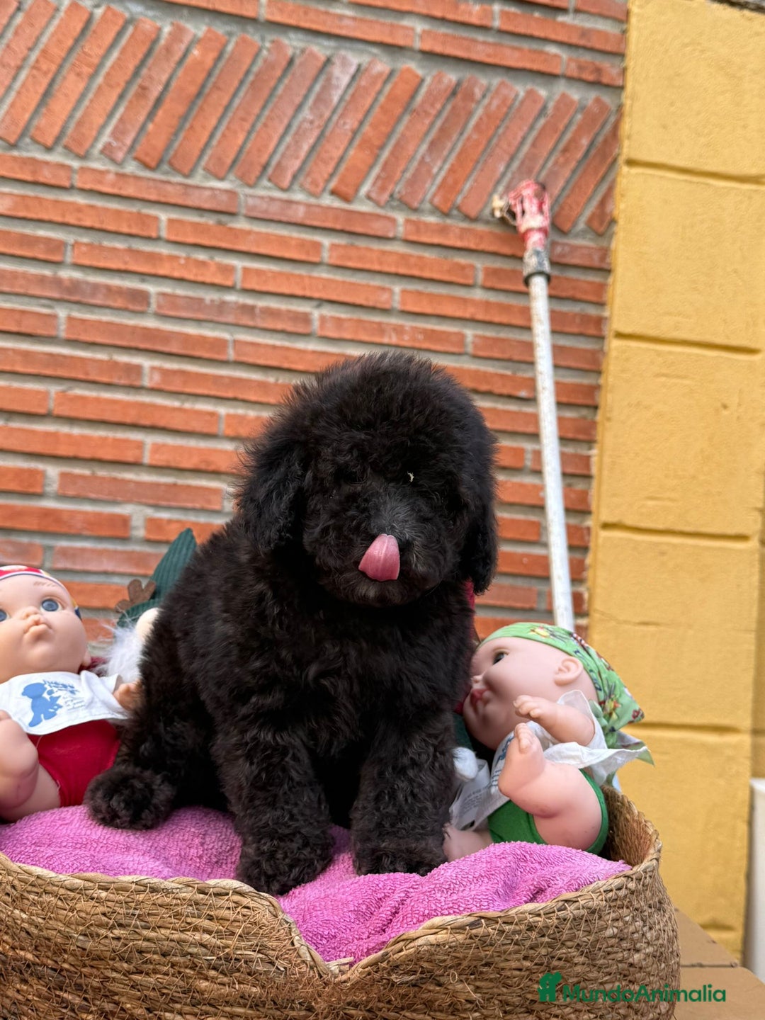 Caniche Enano perros en venta: Precioso caniche gris plata. Macho - Anuncio 3